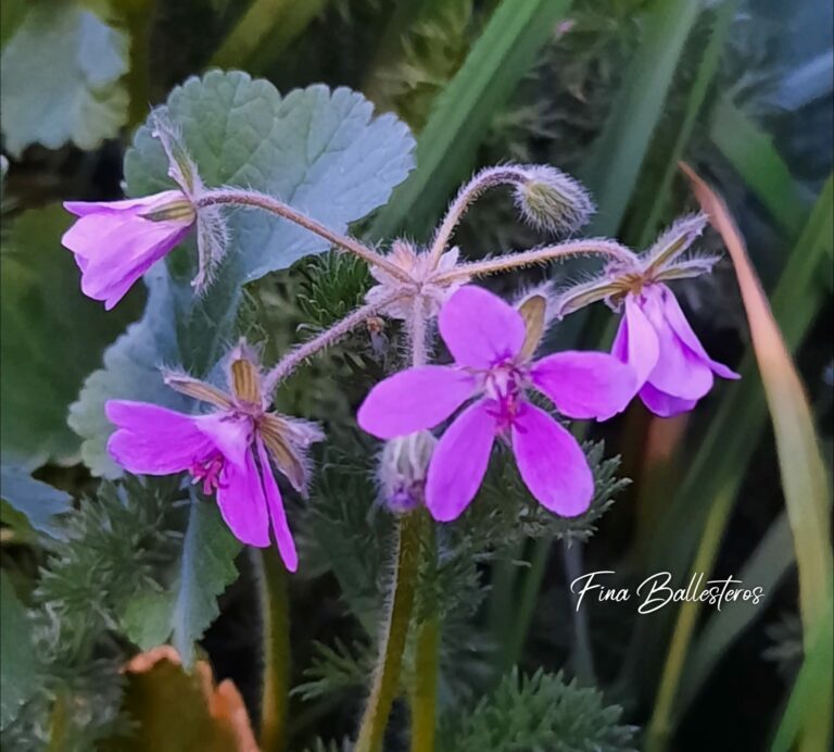 Érodium Fausse-Mauve