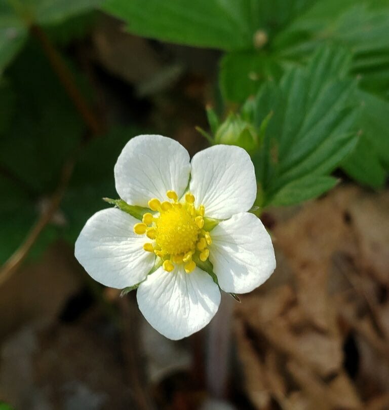 Fraisier des bois