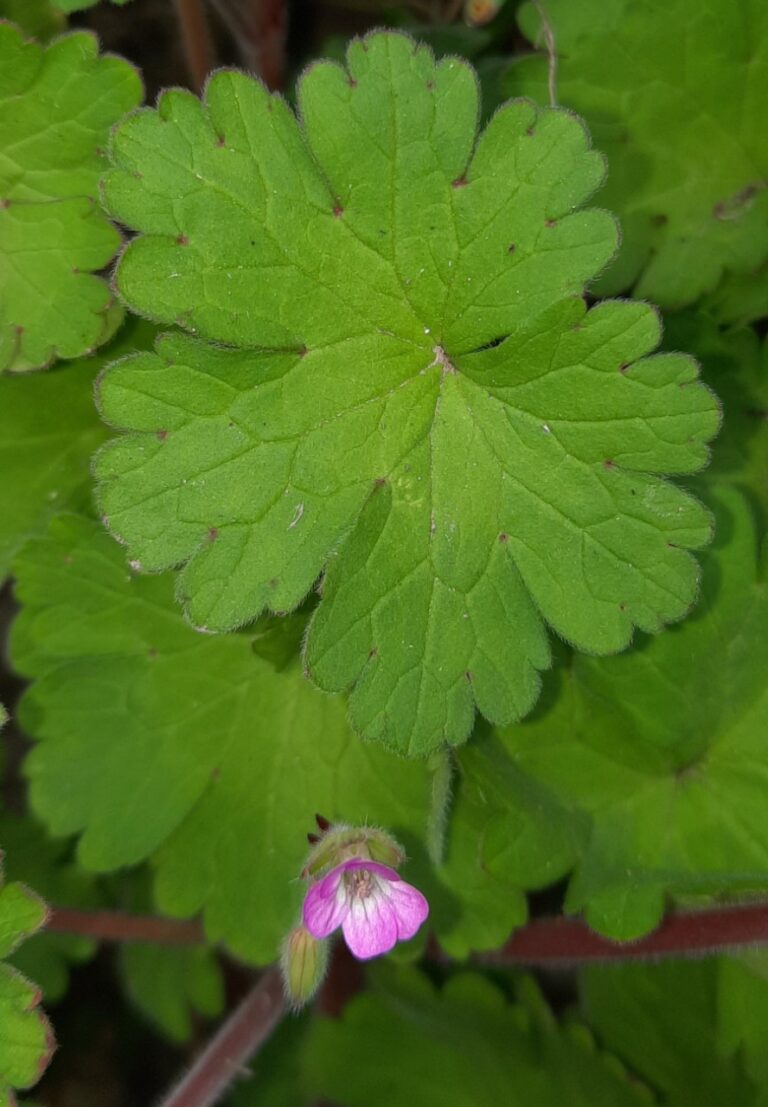 Géranium à feuilles rondes