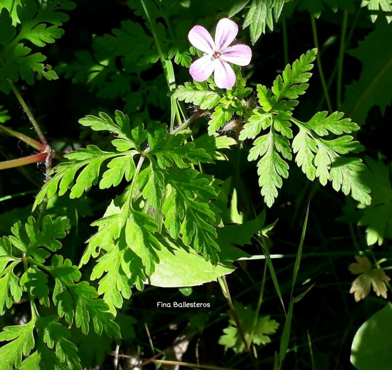 Géranium Herbe à Robert