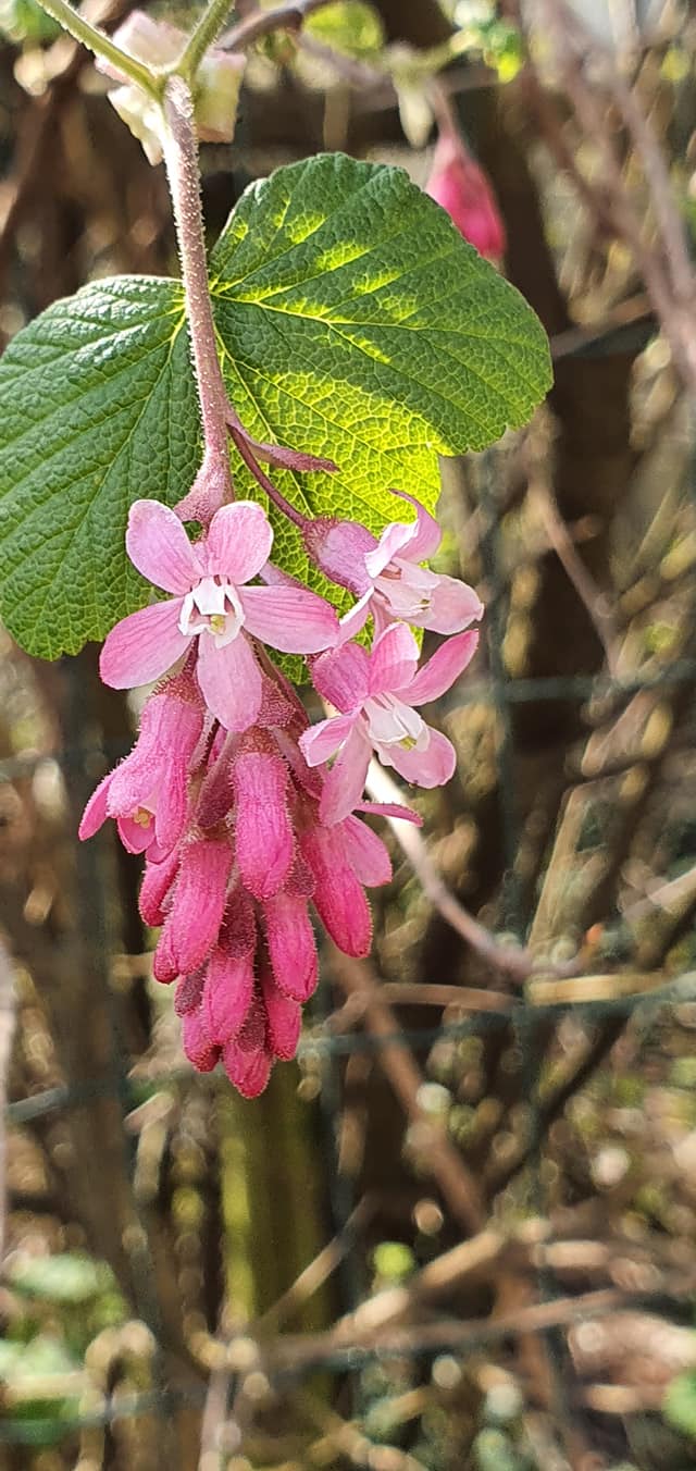 Groseillier à fleurs