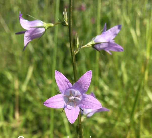 Campanule raiponce