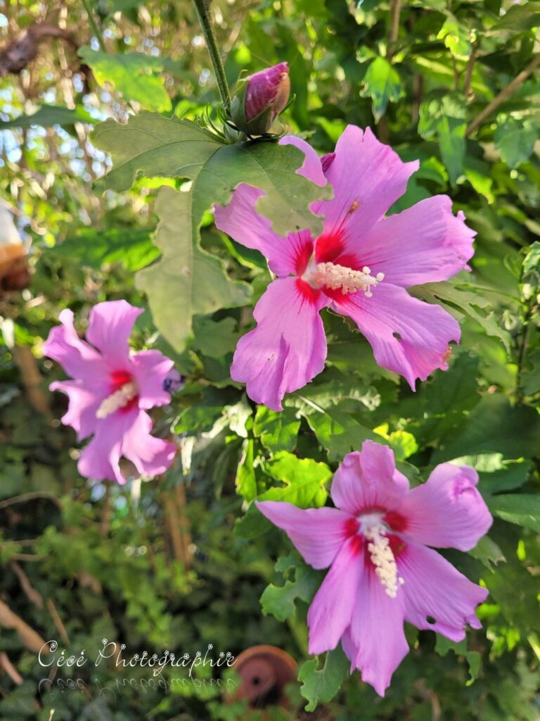 Hibiscus de Syrie