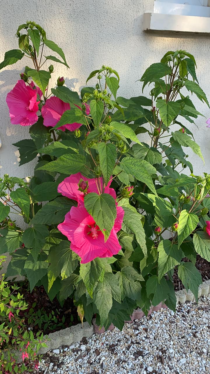 Hibiscus des marais