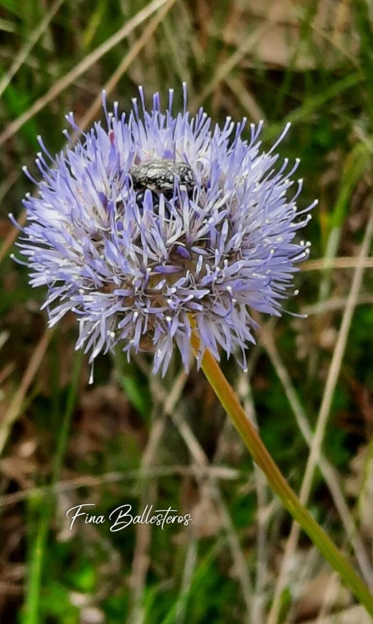 Jasione des montagnes