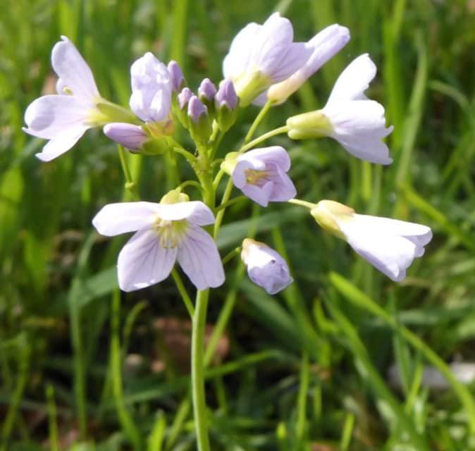 Cardamine des prés