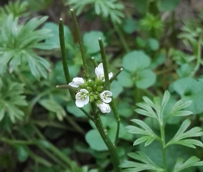 Cardamine hirsute