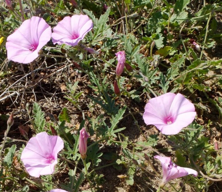 Liseron de Provence