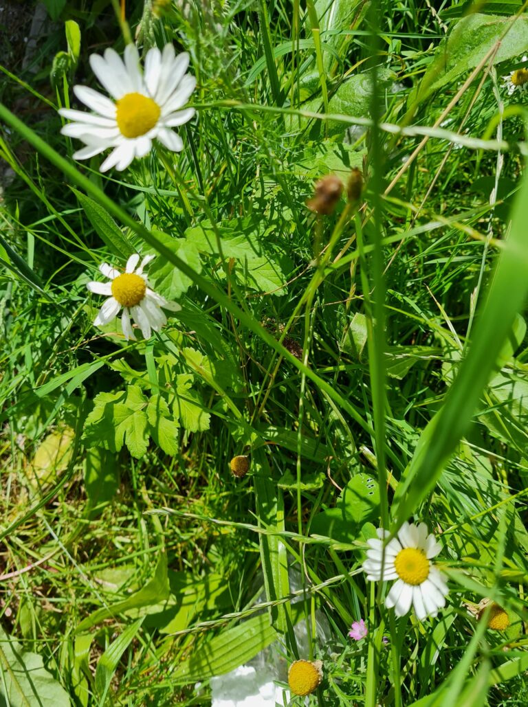 Marguerite commune