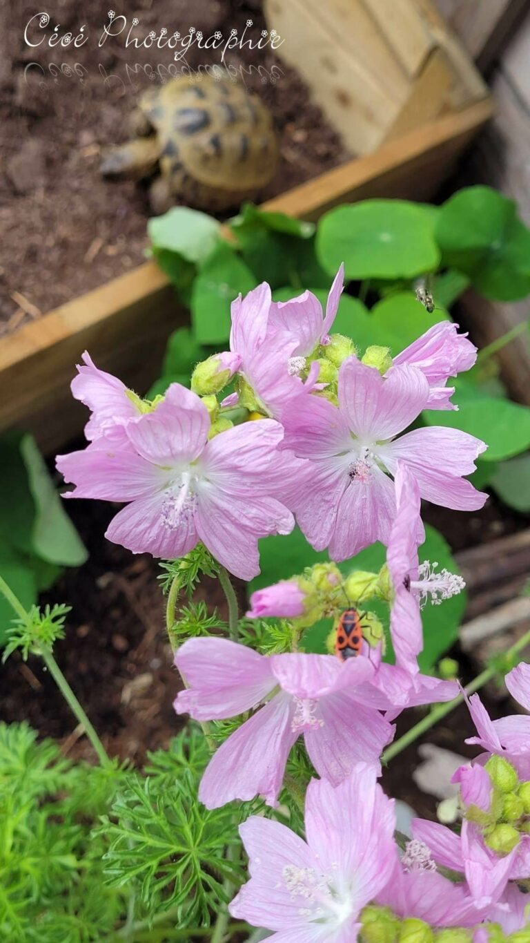 Mauve musquée