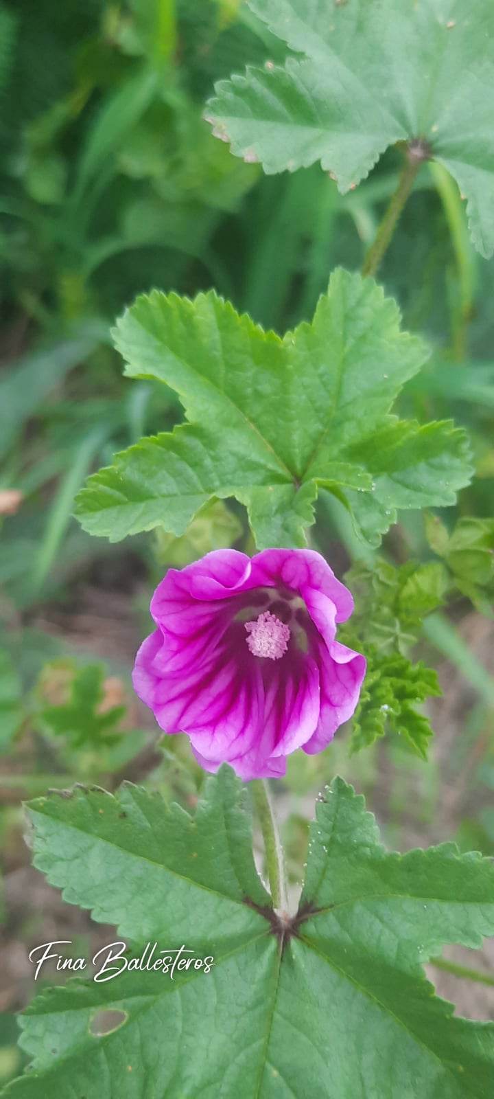 Mauve sylvestre