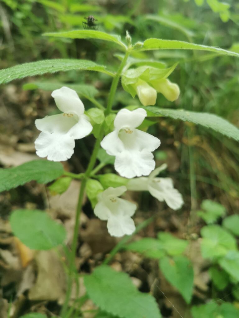 Mélitte à feuilles de mélisse