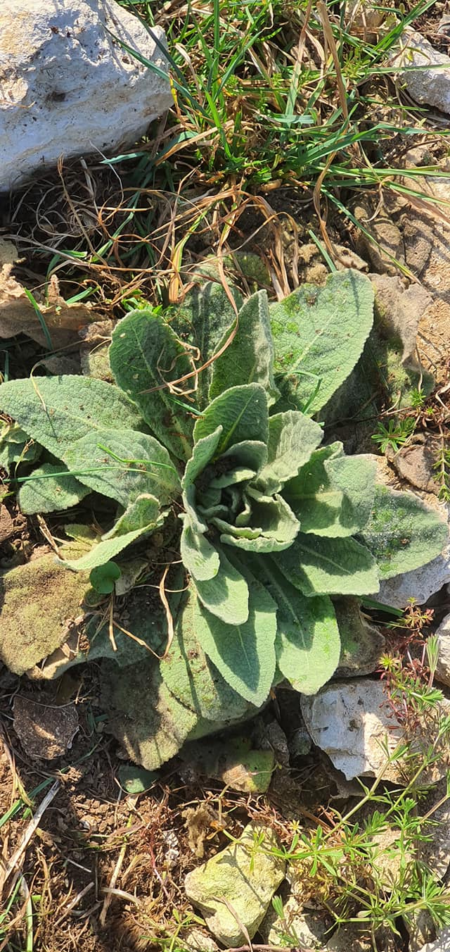 Molène Bouillon-blanc