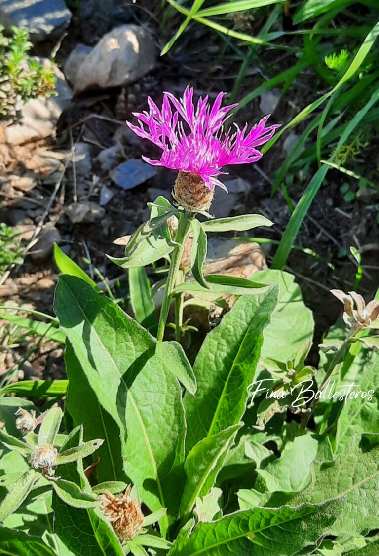 Centaurée jacée