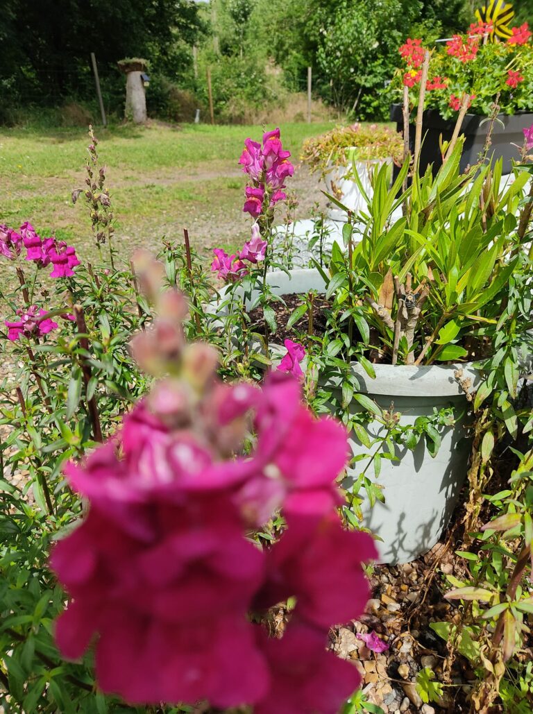 Mufliers à grandes fleurs