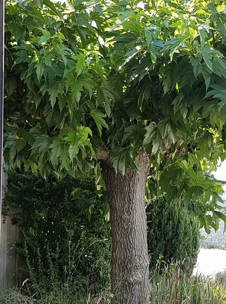 Mûrier à feuilles de platane