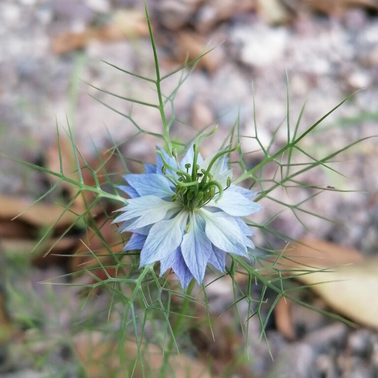 Nigelle de Damas