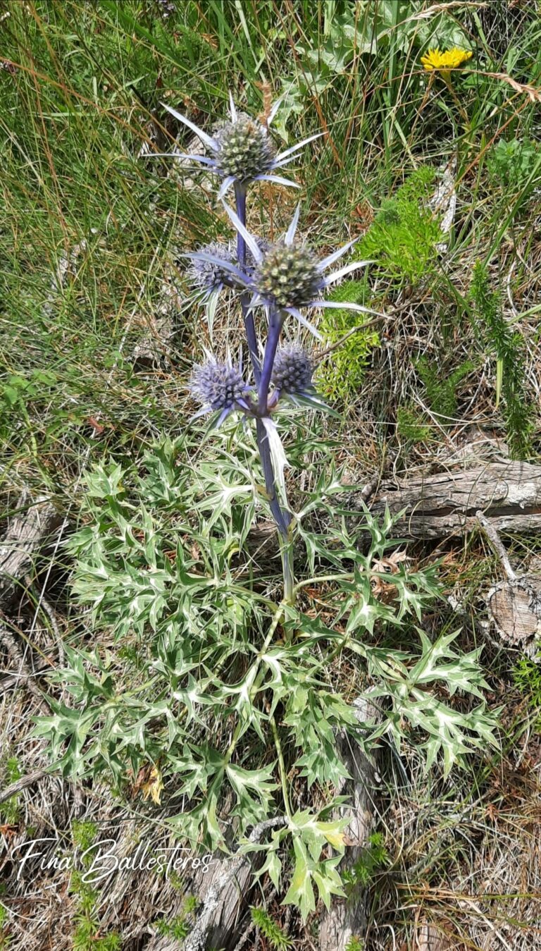 Panicaut champêtre