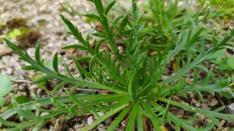 Plantain corne-de-cerf