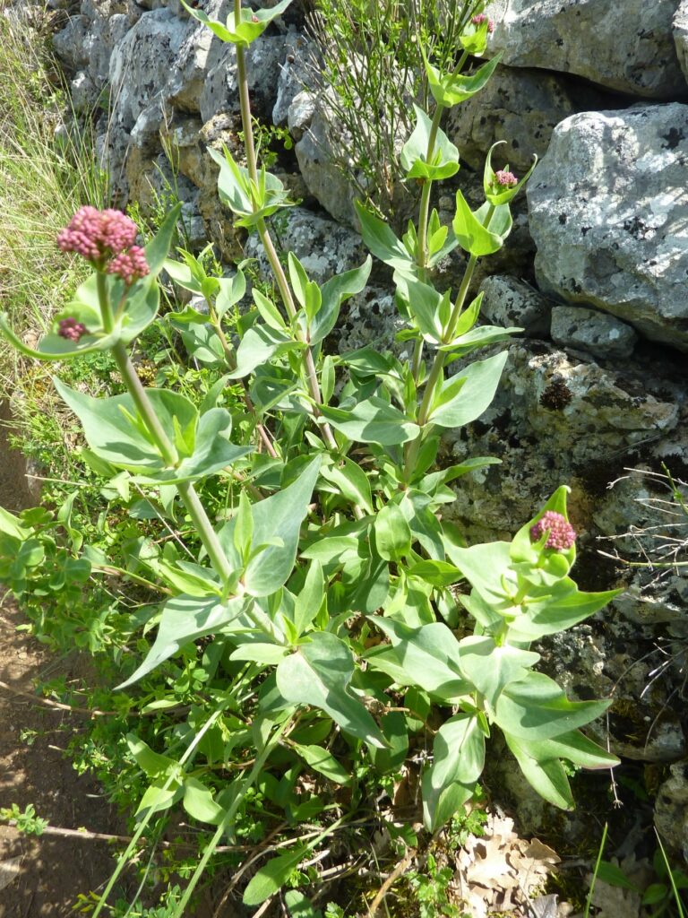 Centranthe rouge