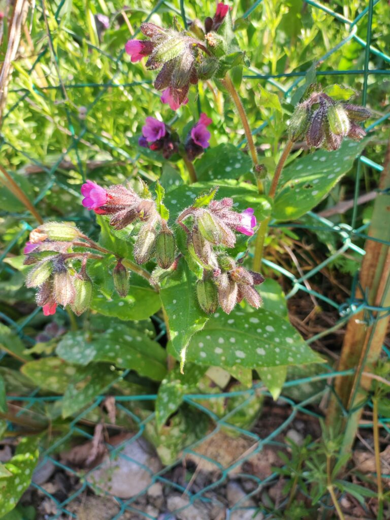 Pulmonaire officinale