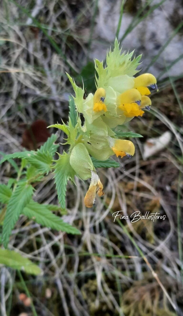 Rhinanthus minor