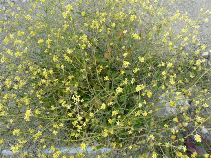 Roquette bâtarde