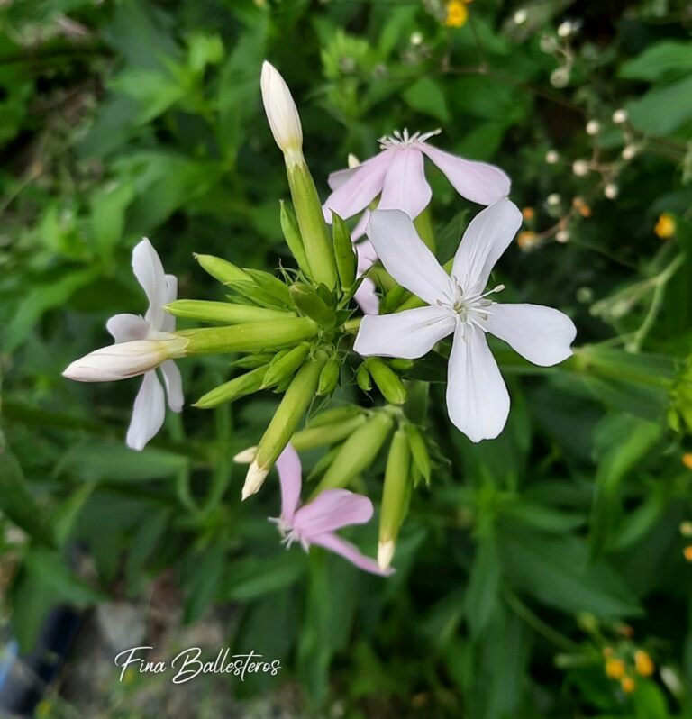 Saponaire officinale