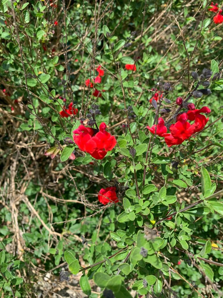 Sauge à petites feuilles