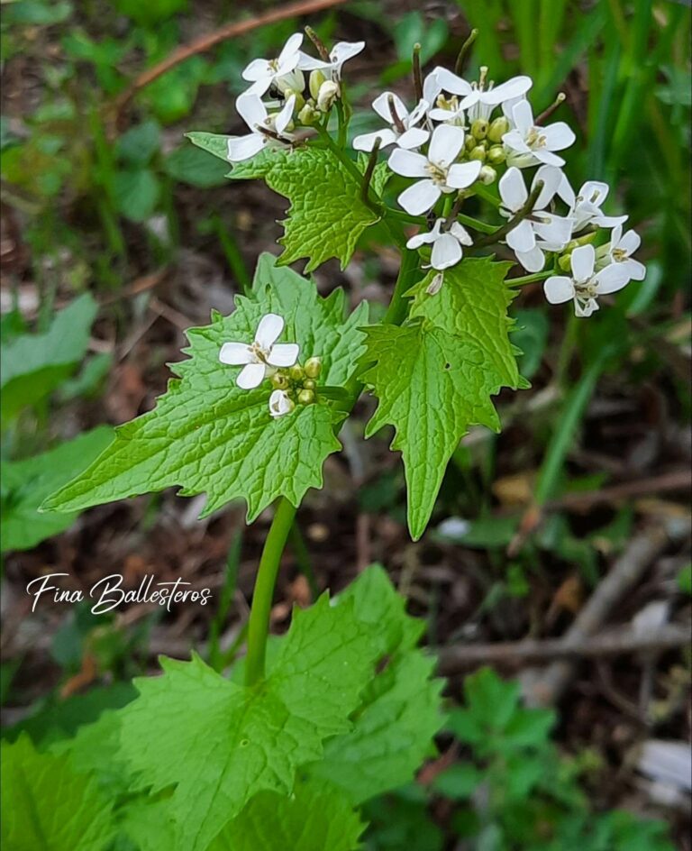 Alliaire officinale 