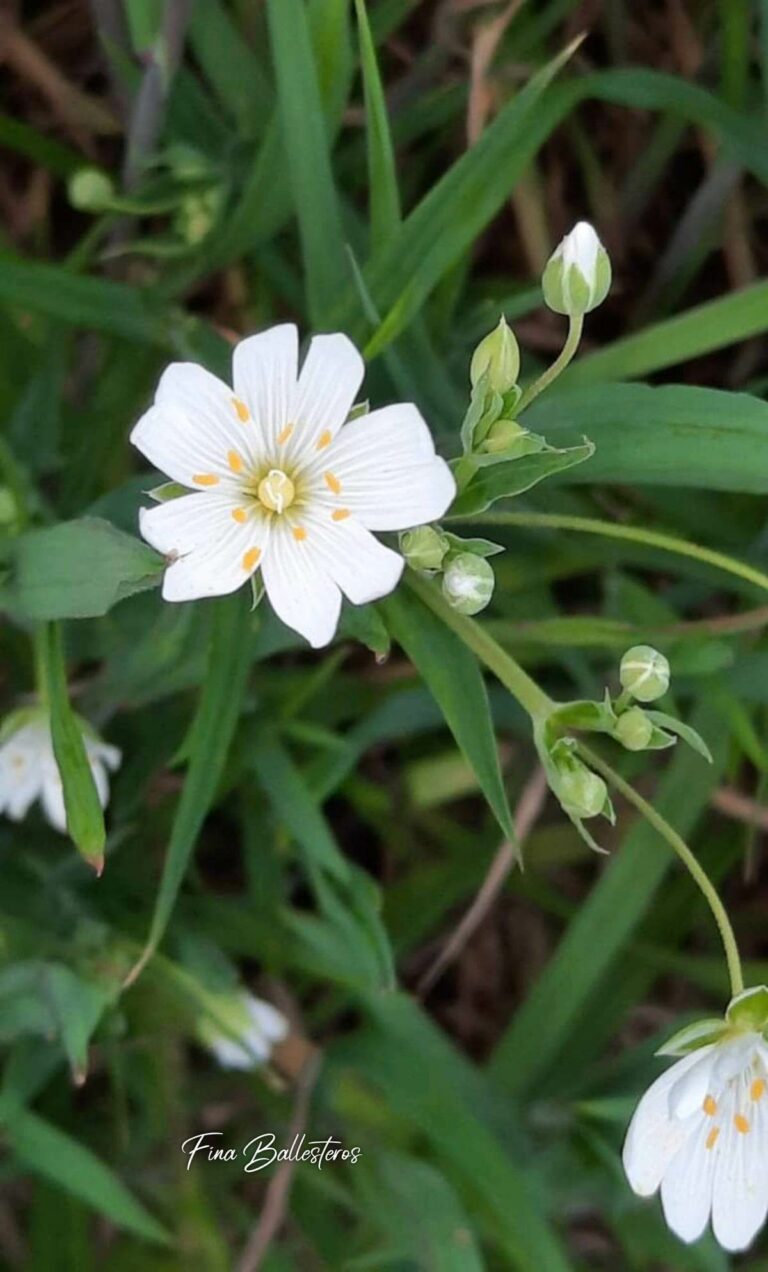 Stellaire holostée