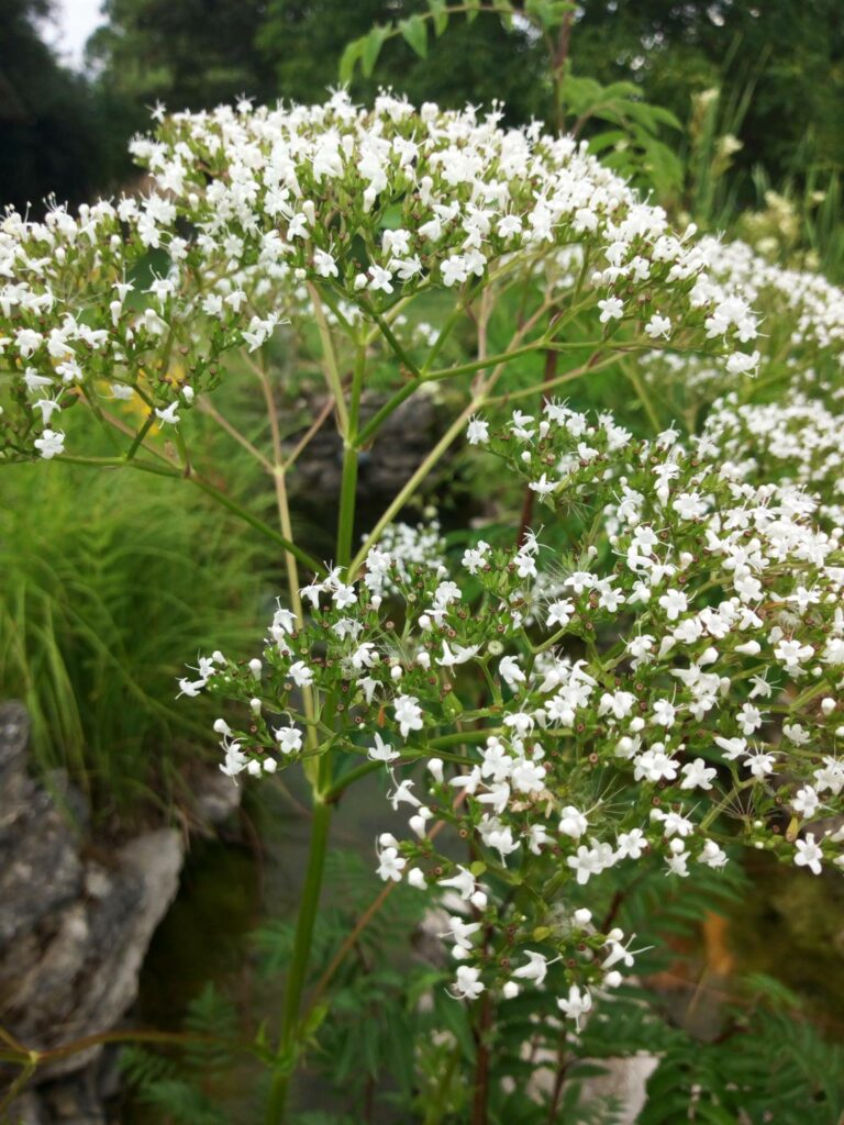 Valériane officinale