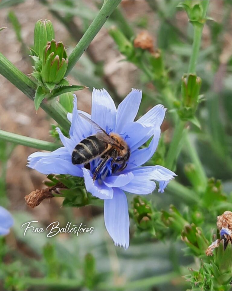 Chicorée sauvage