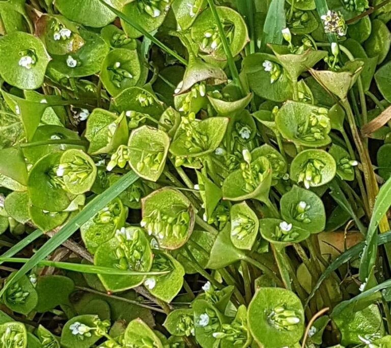 Claytonia perfoliée