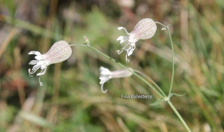 Compagnon blanc