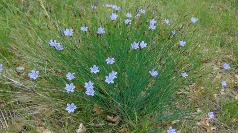 Aphyllanthe de Montpellier