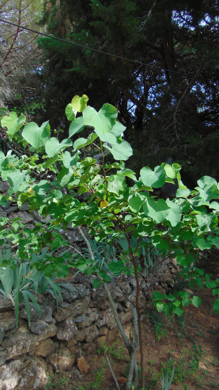 Arbre de Judée