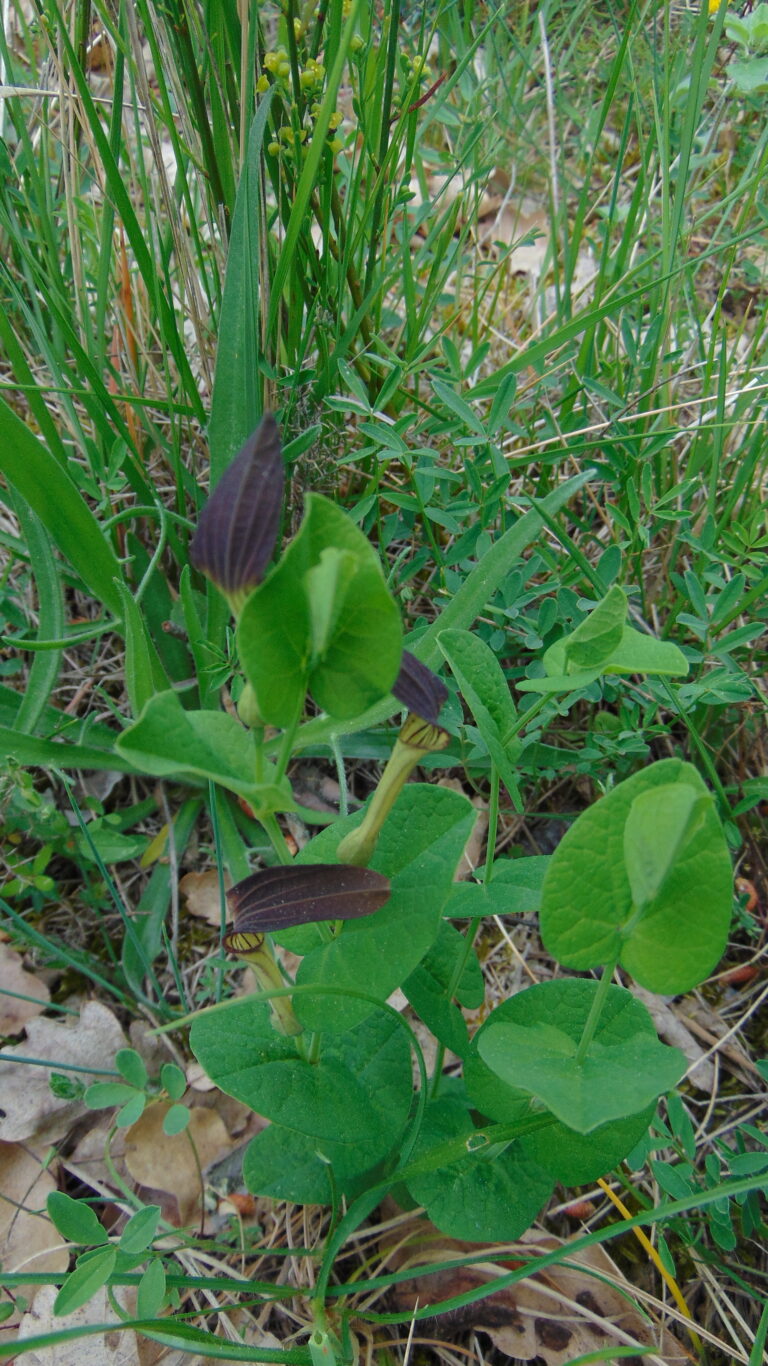 Aristoloche à feuilles rondes Aristoloche spp