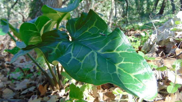 Arum spp