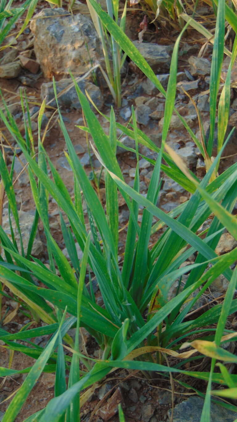 Blé en herbe