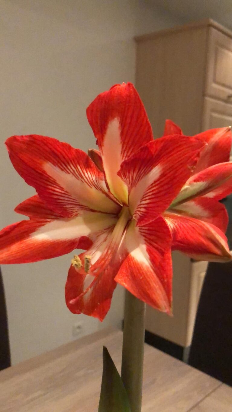 Amaryllis