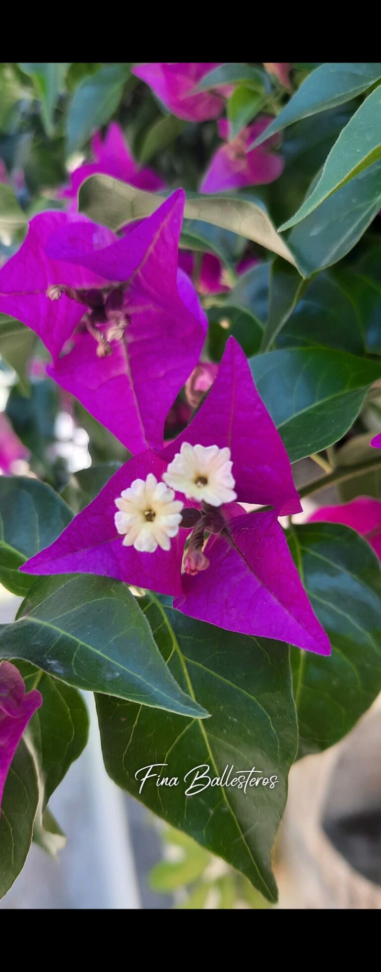 Bougainvillier