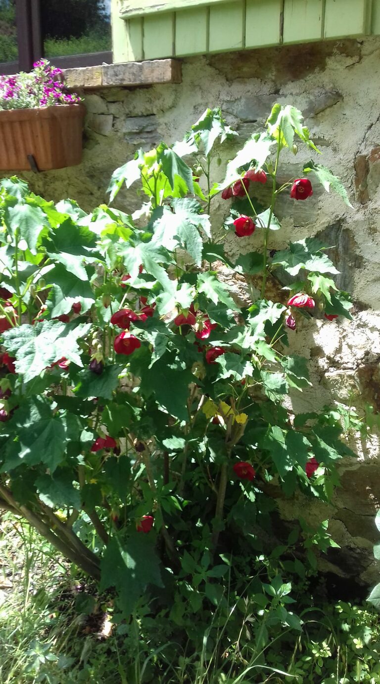 Abutilon megapotamicum