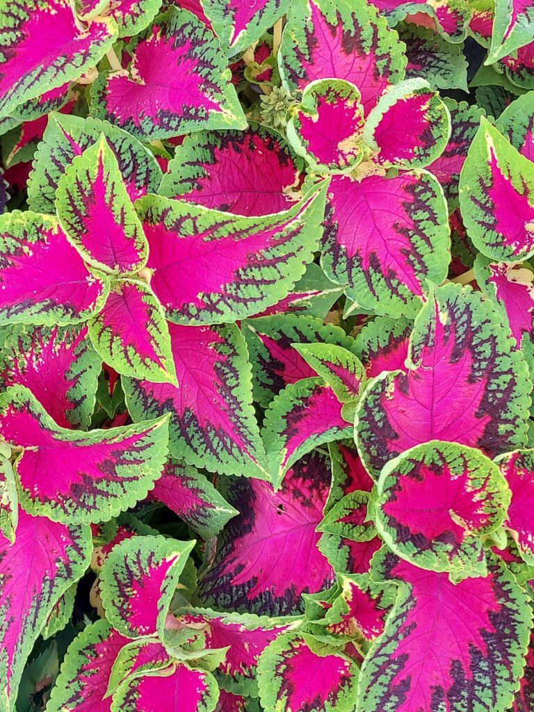 Coleus