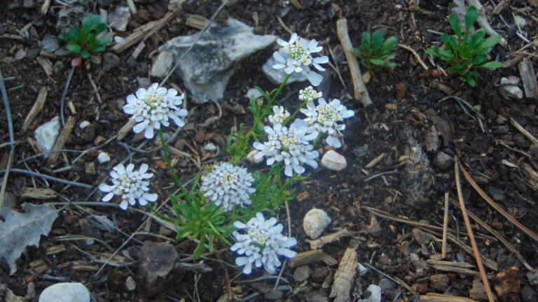 Iberis cilié