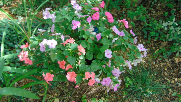 Impatiens