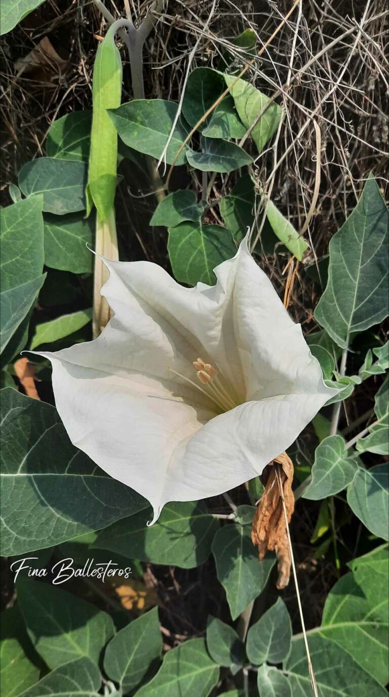 Datura