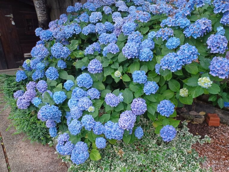 Hortensias