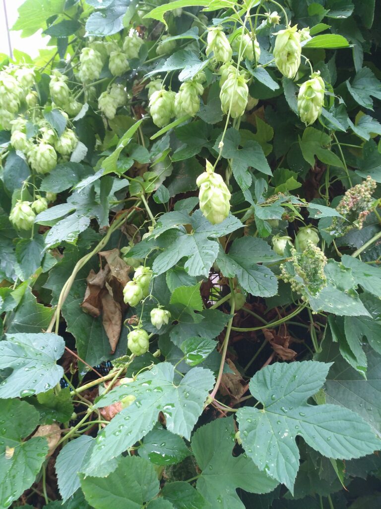 Houblon