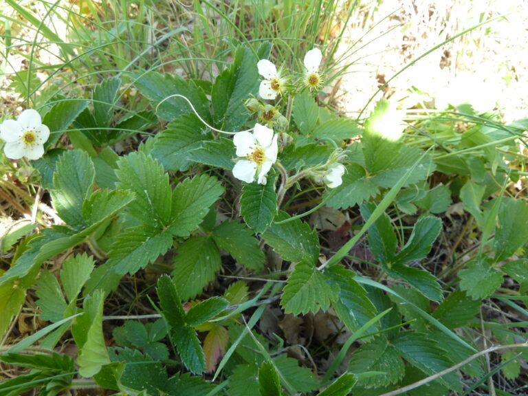 Potentille faux fraisier